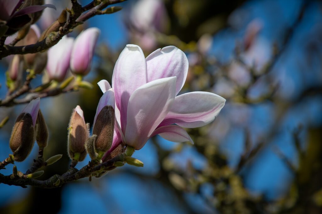 flower, magnolia, magnolia tree-7185566.jpg