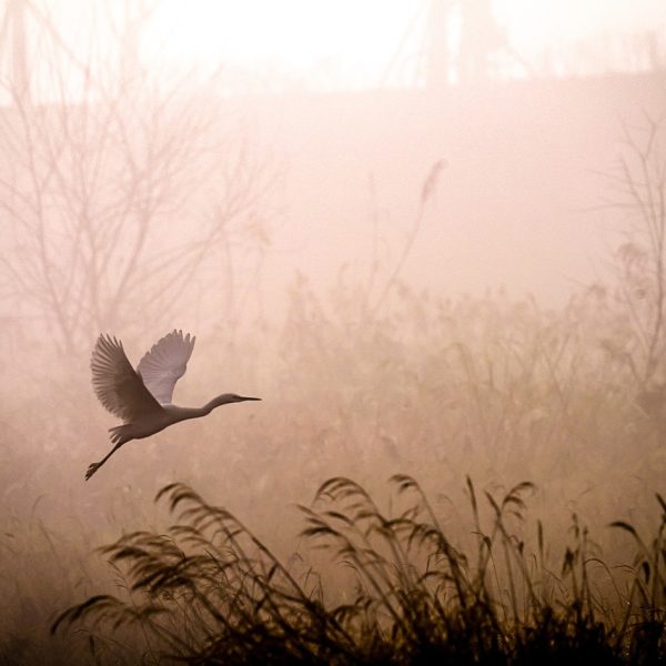 egret, flying, fog-5937499.jpg